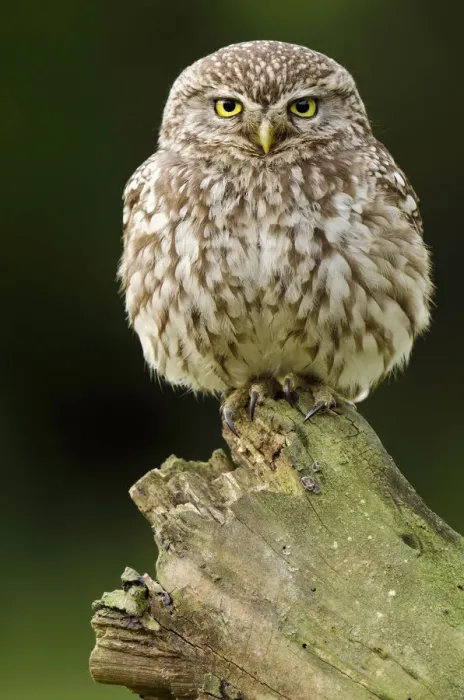 Framed Print : Little owl (Athene noctua) adult perched on dead tree, Hertfordshire, England, UK, June Framed Print : Little owl (Athene noctua) adult perched on dead tree, Hertfordshire, England, UK, June