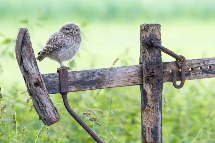 Framed Print : Little owl (Athene noctua) chick on old fence, The Netherlands Framed Print : Little owl (Athene noctua) chick on old fence, The Netherlands