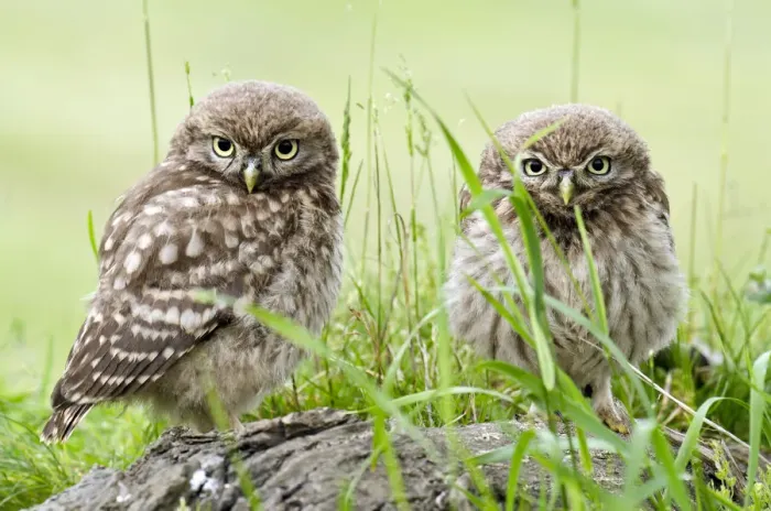 Framed Print : Little owl (Athene noctua) two chicks on tree stump, Hertfordshire, England, UK, June Framed Print : Little owl (Athene noctua) two chicks on tree stump, Hertfordshire, England, UK, June