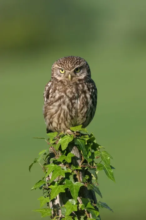 Framed Print : Little owl {Athene noctua} Derbyshire, England Framed Print : Little owl {Athene noctua} Derbyshire, England