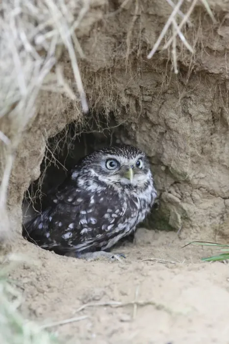 Framed Print : Little owl (Athene noctua) at entrance to nest burrow in old rabbit warren, Wales, UK Framed Print : Little owl (Athene noctua) at entrance to nest burrow in old rabbit warren, Wales, UK