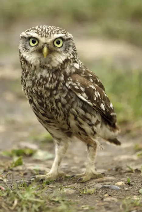 Framed Print : Little owl (Athene noctua) on the ground, Essex, England, UK, June Framed Print : Little owl (Athene noctua) on the ground, Essex, England, UK, June