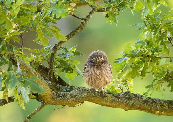 Little Owl (Athene noctua) immature perched in oak tree, London. July
