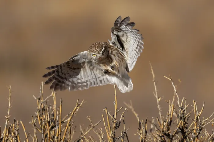 Framed Print : Little owl (Athene noctua) landing in bushes, Margaz Mountains, Western Mongolia Framed Print : Little owl (Athene noctua) landing in bushes, Margaz Mountains, Western Mongolia
