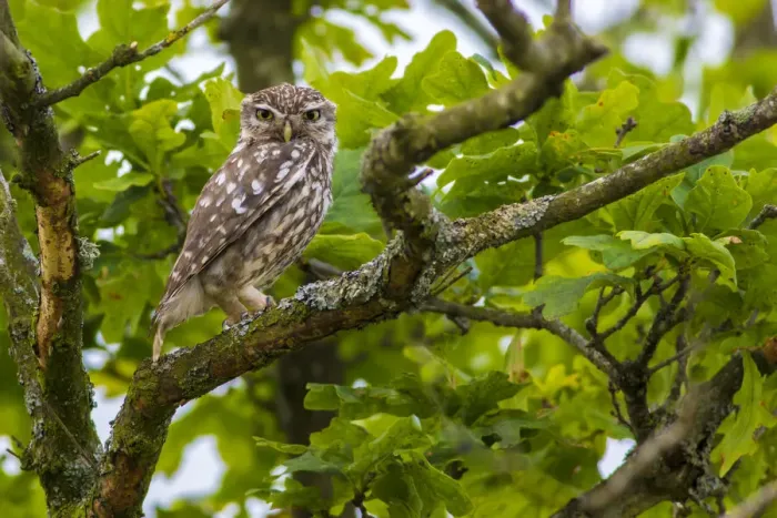 Framed Print : Little owl (Athene noctua), Monmouthshire, Wales, UK, July Framed Print : Little owl (Athene noctua), Monmouthshire, Wales, UK, July