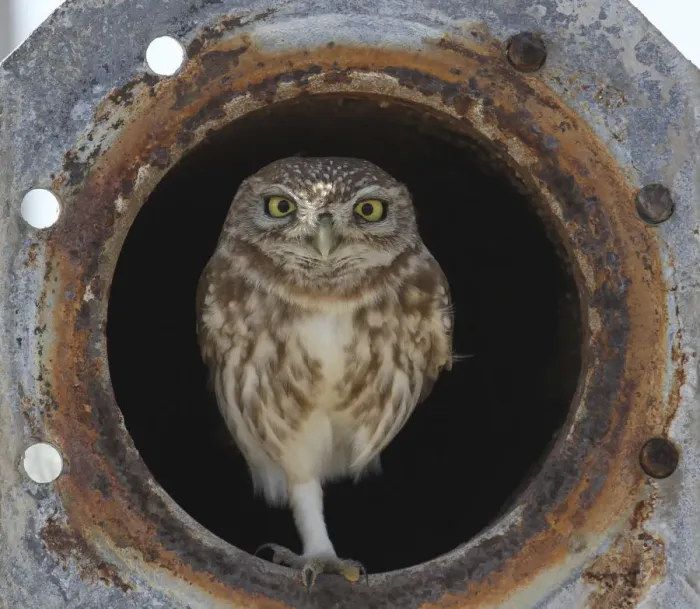 Framed Print : Little owl (Athene noctua) in old irrigation pipe, Oman, December Framed Print : Little owl (Athene noctua) in old irrigation pipe, Oman, December