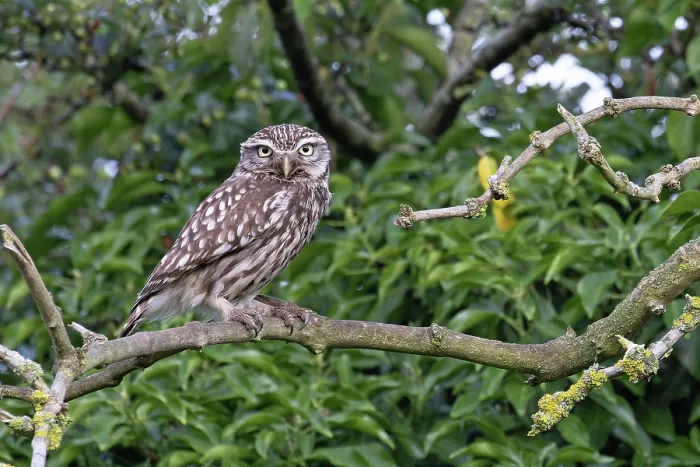 Framed Print : Little owl (Athene noctua) perched on branch, Norfolk, England, UK. June Framed Print : Little owl (Athene noctua) perched on branch, Norfolk, England, UK. June