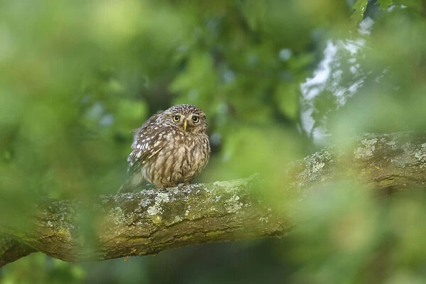 Little owl (Athene noctua) perched on branch of oak tree, London, UK, June