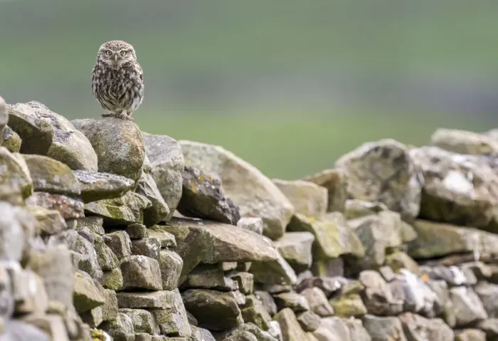 Framed Print : Little owl (Athene noctua) perched on a dry stone wall, NorthYorkshire, UK. June, 2021 Framed Print : Little owl (Athene noctua) perched on a dry stone wall, NorthYorkshire, UK. June, 2021