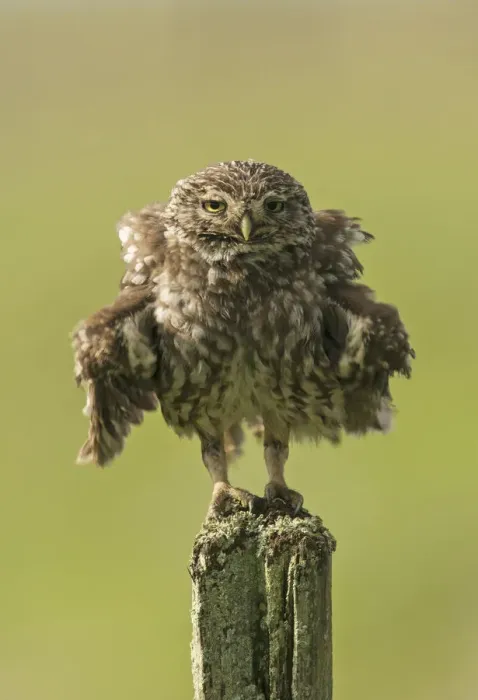 Framed Print : Little owl (Athene noctua) perched on a fence post, ruffling its feathers, Castro Verde Framed Print : Little owl (Athene noctua) perched on a fence post, ruffling its feathers, Castro Verde