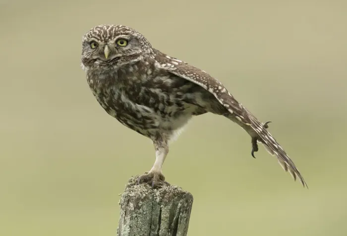 Framed Print : Little owl (Athene noctua) perched on a fence post, stretching its wings, Castro Verde Framed Print : Little owl (Athene noctua) perched on a fence post, stretching its wings, Castro Verde