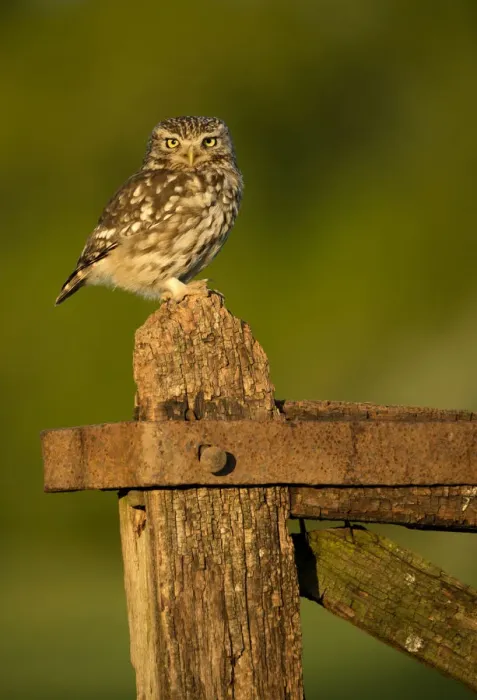 Framed Print : Little Owl (Athene noctua) perched on a gate in late evening light, Worcestershire, May Framed Print : Little Owl (Athene noctua) perched on a gate in late evening light, Worcestershire, May