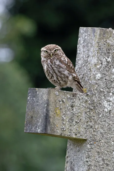 Framed Print : Little owl (Athene noctua) perched on gravestone in churchyard, Norfolk, England, UK. July Framed Print : Little owl (Athene noctua) perched on gravestone in churchyard, Norfolk, England, UK. July