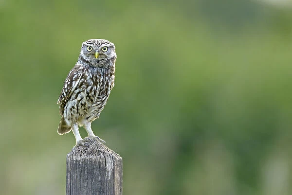 Little Owl (Athene noctua) perched on post. Wales, UK, June