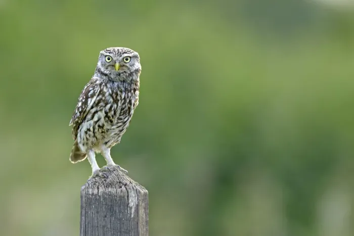 Framed Print : Little Owl (Athene noctua) perched on post. Wales, UK, June Framed Print : Little Owl (Athene noctua) perched on post. Wales, UK, June