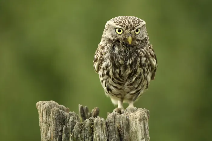 Framed Print : Little owl (Athene noctua) perched on a post, Essex, England, UK, June Framed Print : Little owl (Athene noctua) perched on a post, Essex, England, UK, June