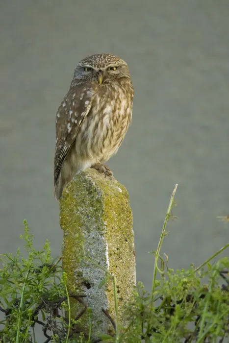 Framed Print : Little owl (Athene noctua) perched on post, Bulgaria, May 2008 Framed Print : Little owl (Athene noctua) perched on post, Bulgaria, May 2008