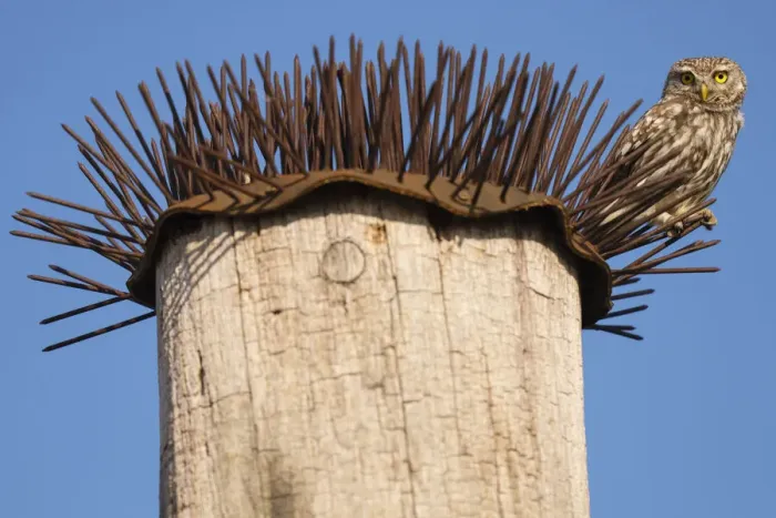 Framed Print : Little owl (Athene noctua) perched on spikes that are used to deter birds, Pusztaszer reserve, Hungary. May Framed Print : Little owl (Athene noctua) perched on spikes that are used to deter birds, Pusztaszer reserve, Hungary. May