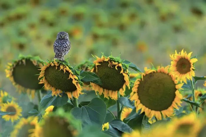 Framed Print : Little owl (Athene noctua) perched on sunflower, Cadiz, Andalusia, Spain, July Framed Print : Little owl (Athene noctua) perched on sunflower, Cadiz, Andalusia, Spain, July