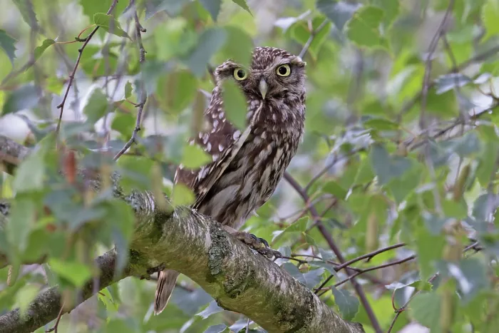 Framed Print : Little owl (Athene noctua) perched in tree, Norfolk, England, UK. July Framed Print : Little owl (Athene noctua) perched in tree, Norfolk, England, UK. July