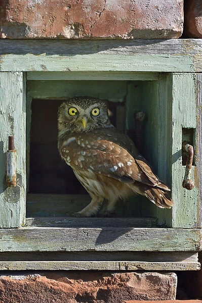 Little owl (Athene noctua) perched in wall. Danube Delta, Romania. May