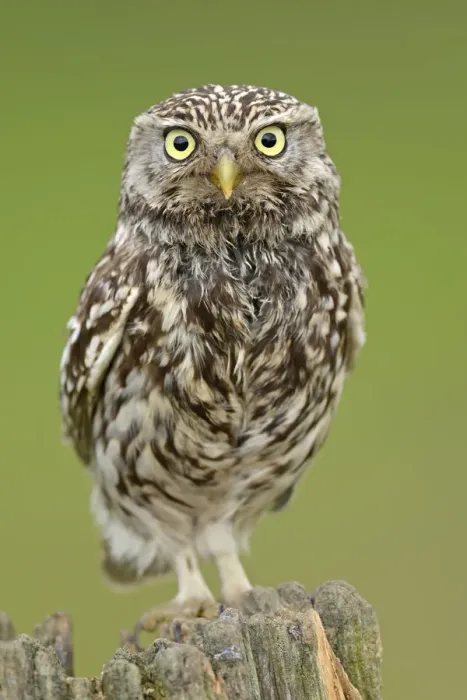 Framed Print : Little Owl (Athene noctua) portrait on post. Wales, UK, June Framed Print : Little Owl (Athene noctua) portrait on post. Wales, UK, June