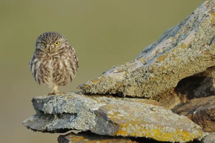 Framed Print : Little owl (Athene noctua) on rock, La Serena, Extremadura, Spain, April 2009 Framed Print : Little owl (Athene noctua) on rock, La Serena, Extremadura, Spain, April 2009