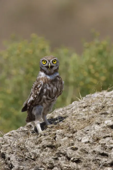 Framed Print : Little owl (Athene noctua) standing on rock, Bagerova Steppe, Kerch Peninsula, Crimea Framed Print : Little owl (Athene noctua) standing on rock, Bagerova Steppe, Kerch Peninsula, Crimea