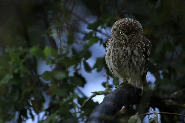 Little owl (Athene noctua) taking shelter from the rain, Arcos de la Frontera