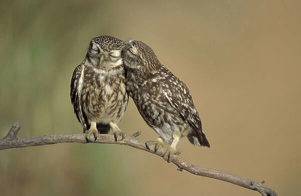 Little owls courtship {Athene noctua} Spain