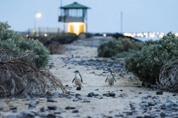 Framed Print : Little penguin (Eudyptula minor), two walking along top of St Kilda breakwater towards Framed Print : Little penguin (Eudyptula minor), two walking along top of St Kilda breakwater towards