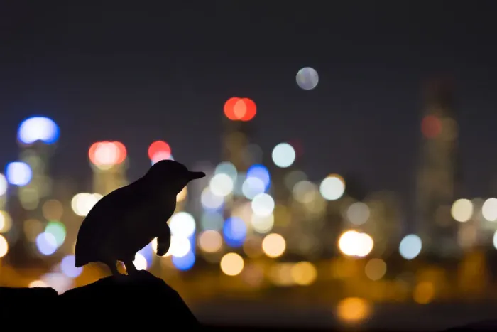 Framed Print : Little penguin (Eudyptula minor) standing on rock, silhouetted by Melbourne city lights Framed Print : Little penguin (Eudyptula minor) standing on rock, silhouetted by Melbourne city lights