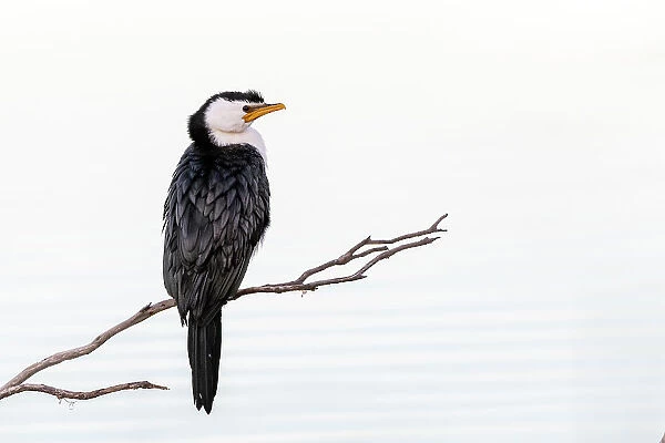 Little pied cormorant (Microcarbo melanoleucos) perched on branch protruding out of water. Eden NSW, Australia