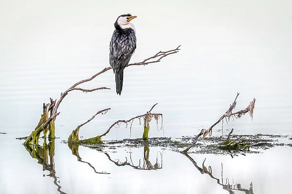 Little pied cormorant (Microcarbo melanoleucos) perched on branch protruding out of water. Eden NSW, Australia. June