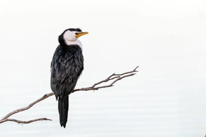Framed Print : Little pied cormorant (Microcarbo melanoleucos) perched on branch protruding out of water. Eden NSW, Australia Framed Print : Little pied cormorant (Microcarbo melanoleucos) perched on branch protruding out of water. Eden NSW, Australia