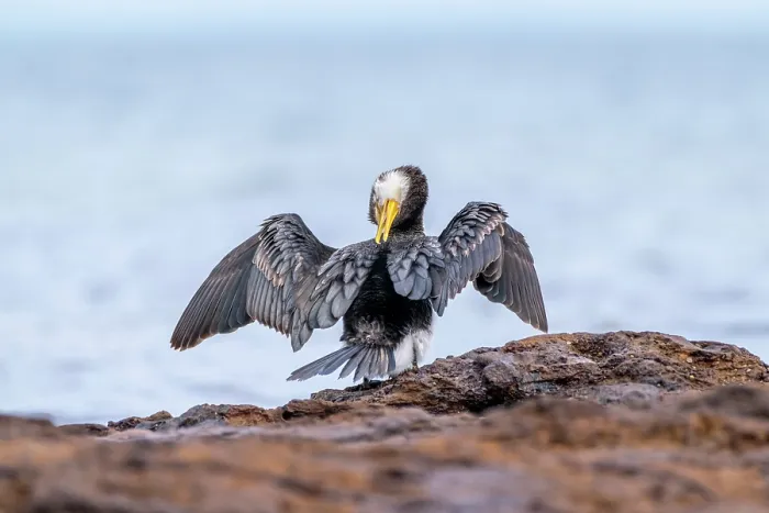 Framed Print : Little pied cormorant (Microcarbo melanoleucos) preening on intertidal rocks, Sandringham, Victoria, Australia Framed Print : Little pied cormorant (Microcarbo melanoleucos) preening on intertidal rocks, Sandringham, Victoria, Australia