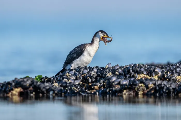 Framed Print : Little pied cormorant (Microcarbo melanoleucos) standing on intertidal rocks, feeding on fish prey, Port Philip Bay, Victoria, Australia Framed Print : Little pied cormorant (Microcarbo melanoleucos) standing on intertidal rocks, feeding on fish prey, Port Philip Bay, Victoria, Australia