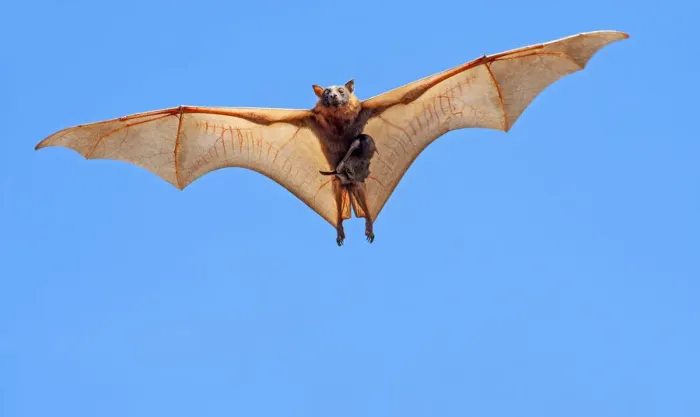 Framed Print : Little red flying fox (Pteropus scapulatus) female and suckling baby in flight, searching Framed Print : Little red flying fox (Pteropus scapulatus) female and suckling baby in flight, searching
