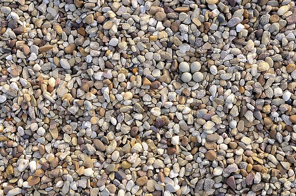 Little ringed plover {Charadrius dubius} nest with four eggs camouflaged on shingle, Lorraine, France