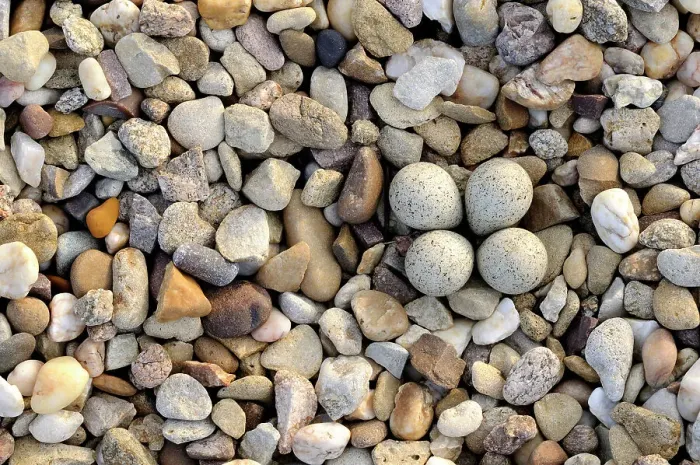 Framed Print : Little ringed plover {Charadrius dubius} nest with four eggs camouflaged on shingle, Lorraine, France Framed Print : Little ringed plover {Charadrius dubius} nest with four eggs camouflaged on shingle, Lorraine, France
