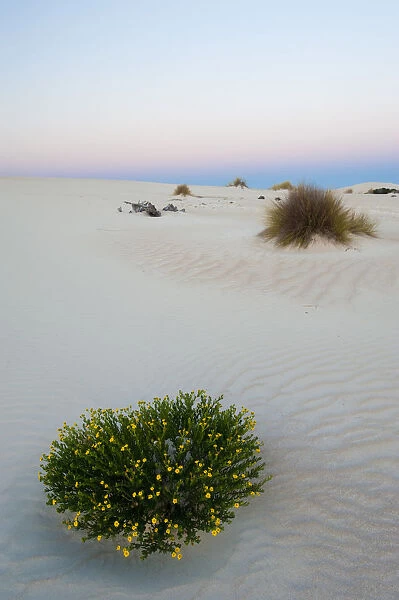 Little Sahara dunes with desert plant flowering at sunset, Seal Bay Conservation Park