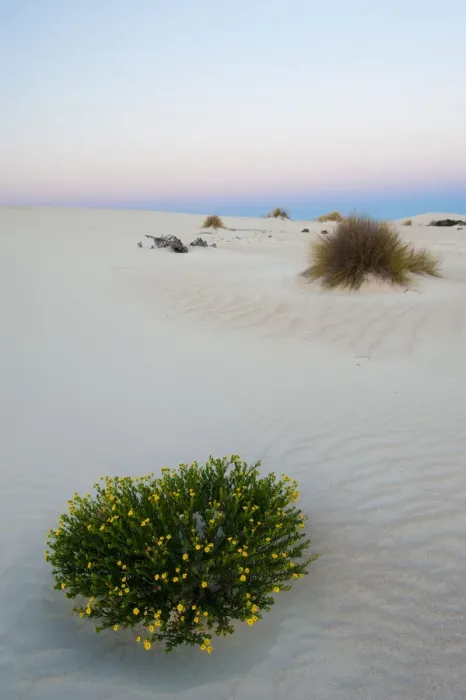 Framed Print : Little Sahara dunes with desert plant flowering at sunset, Seal Bay Conservation Park Framed Print : Little Sahara dunes with desert plant flowering at sunset, Seal Bay Conservation Park