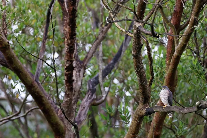 Framed Print : Little sparrowhawk (Accipiter minullus) perched on branch in mangrove swamp habitat, Mntunzini, KwaZulu Natal, South Africa