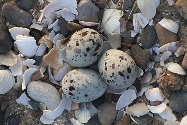 Little tern (Sterna albifrons) three eggs in nest scrape, County Wicklow, Ireland, June