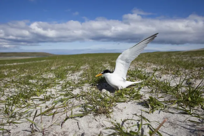 Framed Print : Little Tern (Sterna albifrons) at the nest amongst Black oats (Avena strigosa) North Uist Framed Print : Little Tern (Sterna albifrons) at the nest amongst Black oats (Avena strigosa) North Uist