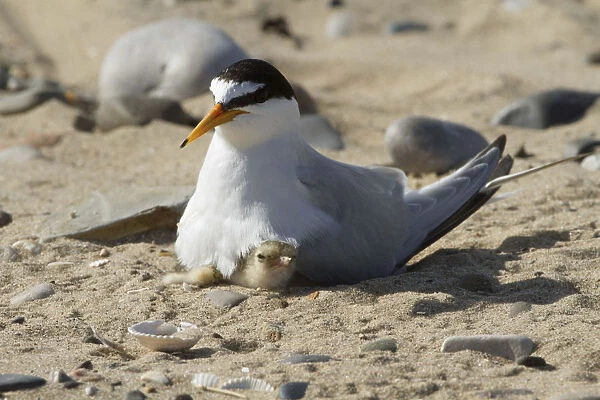 Little tern (Sterna albifrons) with newly hatched chick, Gronant dunes, Denbighshire