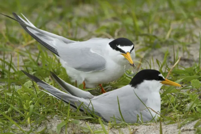 Framed Print : Two Little terns (Sterna albifrons) at the nest amongst Black oats (Avena strigosa) Framed Print : Two Little terns (Sterna albifrons) at the nest amongst Black oats (Avena strigosa)