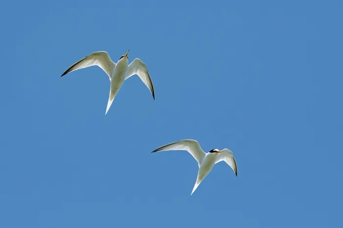 Framed Print : Two Little terns (Sternula albifrons) in breeding plumage in flight against blue sky, Zeeland, Netherlands. May Framed Print : Two Little terns (Sternula albifrons) in breeding plumage in flight against blue sky, Zeeland, Netherlands. May