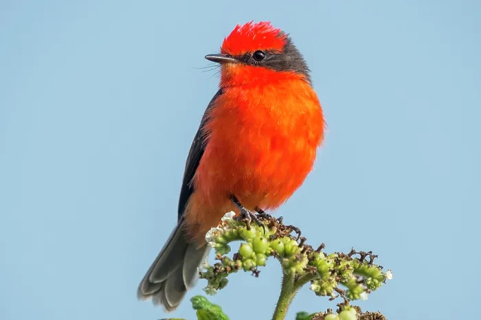 Framed Print : Little vermillion flycatcher (Pyrocephalus nanus) portrait, Alcedo Volcano, Isabela Island, Galapagos Islands. July Framed Print : Little vermillion flycatcher (Pyrocephalus nanus) portrait, Alcedo Volcano, Isabela Island, Galapagos Islands. July
