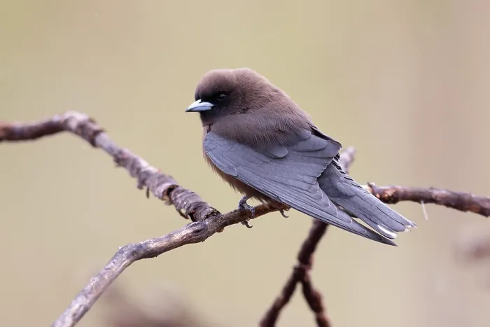Framed Print : Little woodswallow (Artamus minor) perched on branch, Adelaide River Hills, Northern Territory, Australia Framed Print : Little woodswallow (Artamus minor) perched on branch, Adelaide River Hills, Northern Territory, Australia
